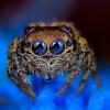 Andrisimus