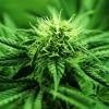 kingkush