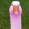 pink_goose